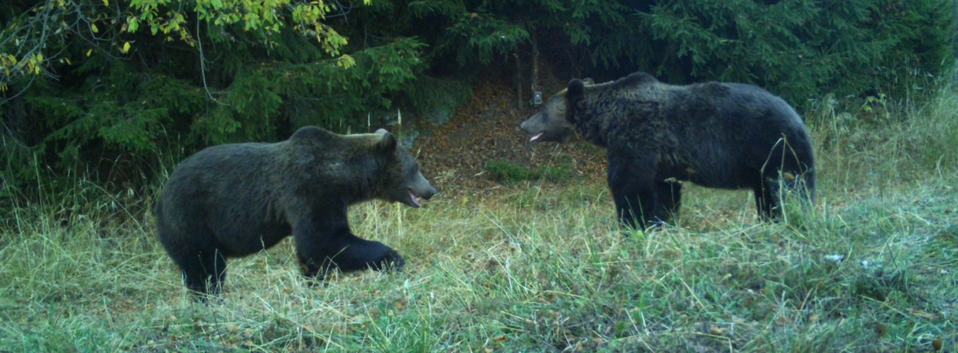 Premieră în România: recensământ al urșilor bruni, prin metode genetice, în Făgăraș