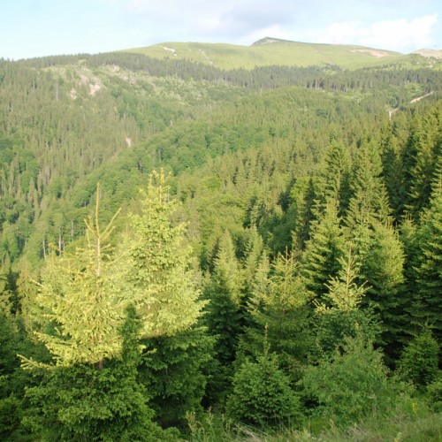 Stațiunea montană Straja, din Hunedoara, este vara loc de plimbare și relaxare