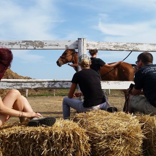 Terapie cu cai în cartierul canadian din Siminoc, Constanța